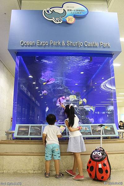 0728機場內的魚缸.JPG 0728機場內的魚缸.JPG