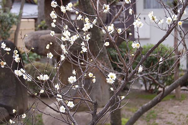 這是梅花嗎？？