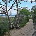 Fraser Island (8) 奇特的樹.JPG