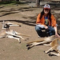 Wildlife Currumbin Sanctuary (25)  只有動物園的才是溫馴的.JPG