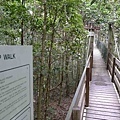 Lamington Nation Park (13)Tree Top Walk 樹上步道.JPG