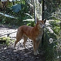 Wildlife Currumbin Sanctuary (8) 野生狗狗是稀奇的.JPG