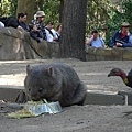 Wildlife Currumbin Sanctuary (11)  最普遍的袋熊也最可愛.JPG