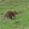 Lamington Nation Park (7) 小袋鼠裡面有隻小小袋鼠.JPG