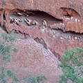 20100901 Uluru 又名Ayers Rock 就是 大石頭 (27).JPG