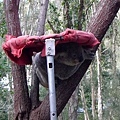 Wildlife Currumbin Sanctuary (5) 寧死不屈.JPG