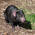 Wildlife Currumbin Sanctuary (15)  塔斯馬尼亞惡魔，我終於見到了.JPG