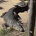 Wildlife Currumbin Sanctuary (21)  超大鱷魚.JPG