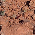 20100831 Uluru Tour Day2 (20) Valley of the Winds 小強.JPG