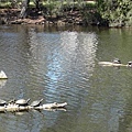 Wildlife Currumbin Sanctuary (28)  烏龜踩在鱷魚頭上.JPG