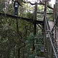 Lamington Nation Park (14) Tree Top Walk 樹好高.JPG