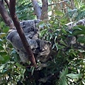 Wildlife Currumbin Sanctuary (31)  好多小袋鼠.JPG