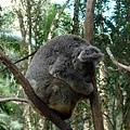 Wildlife Currumbin Sanctuary (3) 一顆球.JPG