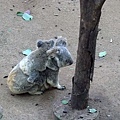 Wildlife Currumbin Sanctuary (29)  背小袋鼠.JPG