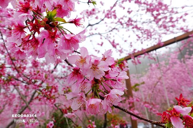 DSC00442_副本 DSC00442_副本