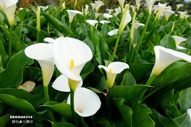 18竹子湖海芋季 苗榜海芋園 花園餐廳 賞海芋 吃土雞 身陷白色花海裡當幸福來相芋活動資訊 交通資訊 海芋花況