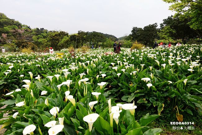 18竹子湖海芋季 苗榜海芋園 花園餐廳 賞海芋 吃土雞 身陷白色花海裡當幸福來相芋活動資訊 交通資訊 海芋花況