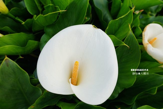 18竹子湖海芋季 苗榜海芋園 花園餐廳 賞海芋 吃土雞 身陷白色花海裡當幸福來相芋活動資訊 交通資訊 海芋花況