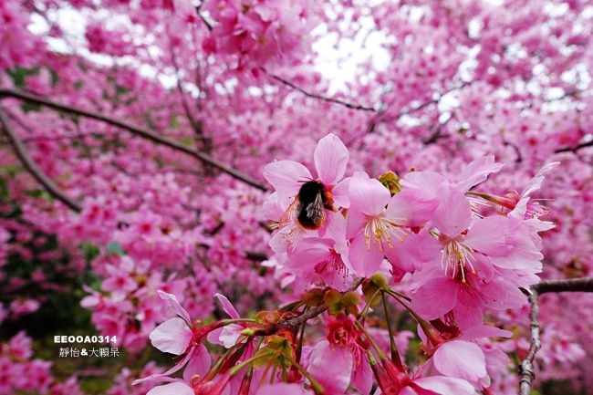 台中賞櫻景點 2019武陵農場櫻花季 感受粉紅國度的浪漫一生必遊的賞櫻景點武陵農場櫻花最新花況 門票及交通管制資訊 靜怡 大顆呆の親子 旅遊 美食 痞客邦