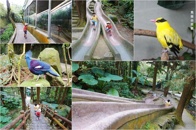 ,南投,鹿谷,親子旅遊,溪頭景點,鳳凰谷鳥園生態園區,步道,吊橋,