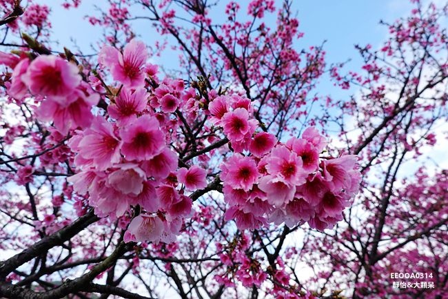 平菁街櫻花 ❙ 陽明山平菁街42巷櫻花，陽明山櫻花，北台灣賞