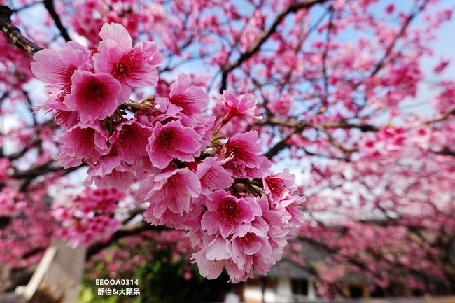 平菁街櫻花 ❙ 陽明山平菁街42巷櫻花，陽明山櫻花，北台灣賞