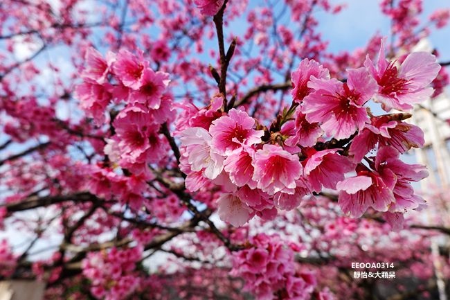 平菁街櫻花 ❙ 陽明山平菁街42巷櫻花，陽明山櫻花，北台灣賞