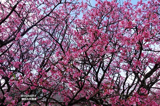 平菁街櫻花 ❙ 陽明山平菁街42巷櫻花，陽明山櫻花，北台灣賞