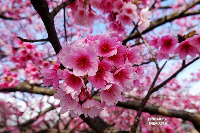 平菁街櫻花 ❙ 陽明山平菁街42巷櫻花，陽明山櫻花，北台灣賞