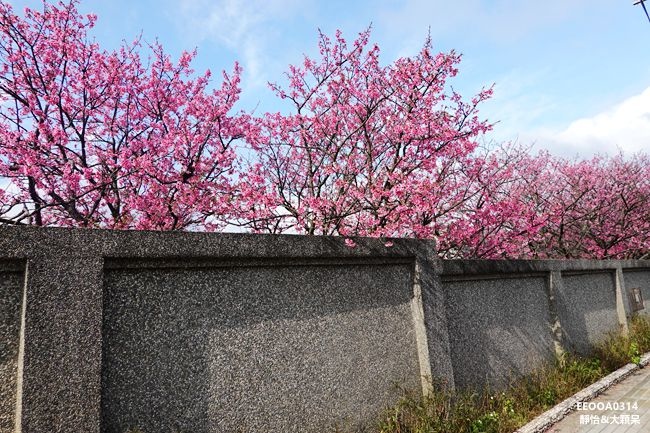 平菁街櫻花 ❙ 陽明山平菁街42巷櫻花，陽明山櫻花，北台灣賞