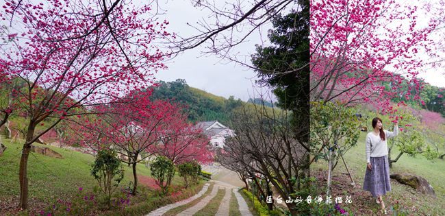 苗栗,獅潭,賞櫻,蓮臺山妙音淨苑,秘境,櫻花,花季,苗栗景點