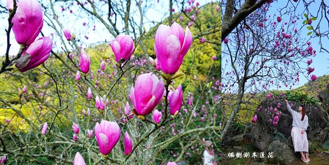 ,淡水,賞花,木蓮花,楓樹湖,楓樹湖步道,巨石花園,古道,花季,秘境,