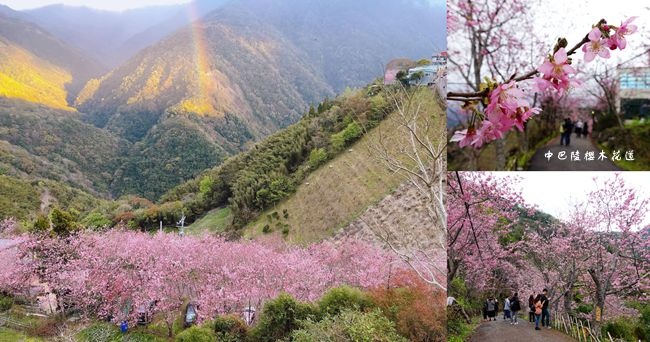 桃園,拉拉山,中巴陵櫻木花道,賞櫻,櫻花季,打卡,秘境,桃園景點