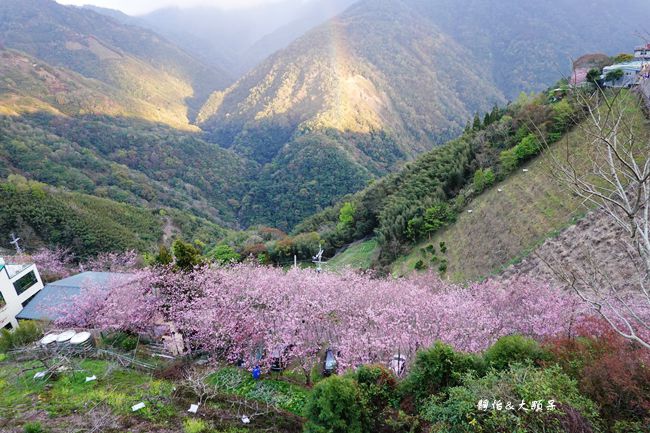 桃園,桃園住宿,桃園民宿,拉拉山,櫻花季,拉拉山櫻花季,桃源賞櫻,拉拉山楓墅農莊,55k農莊,拉拉山恩愛農場,光明休閒農場,拉拉山36號農場,達觀渡假農場,桃園拉拉山