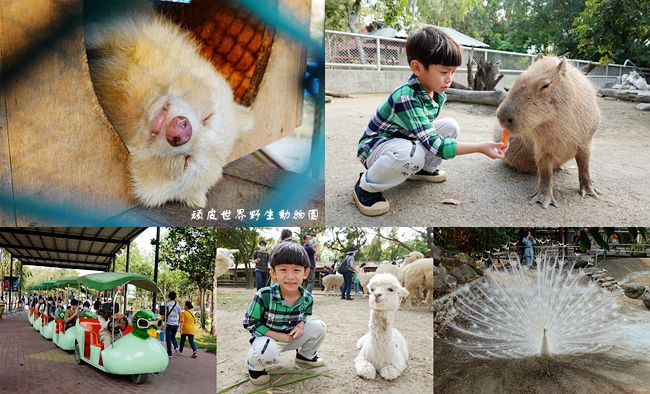 台南景點,台南,頑皮世界野生動物園,台南動物園,水豚,野生動物園,台南親子景點,親子旅遊,小火車,公園