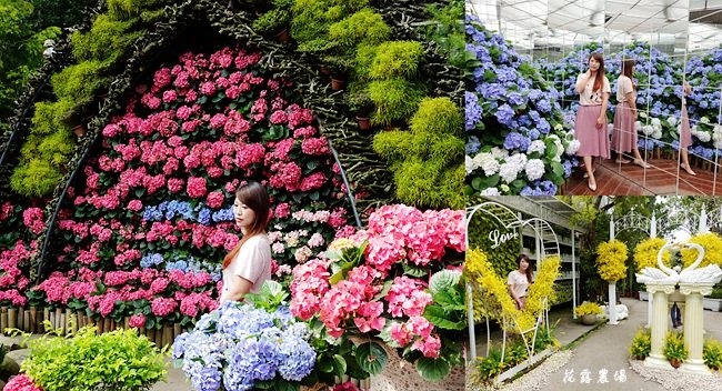 苗栗花露農場,繡球花季,蘭花館,空中步道,貓頭鷹樹屋,雨林部落咖啡廳,親子活動,苗栗,苗栗景點,苗栗賞花,賞花景點,花露農