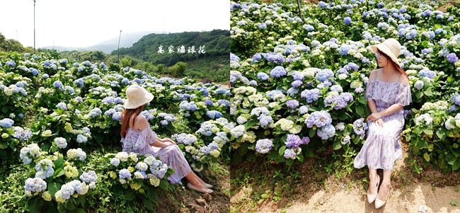 新北萬里最新繡球花景點 高家繡球花田萬里第三園區 佔地8000坪繡球花田萬里第三園區地點 門票 營業時間5 9最新花況 5 10正式開放 靜怡 大顆呆の親子 旅遊 美食 痞客邦