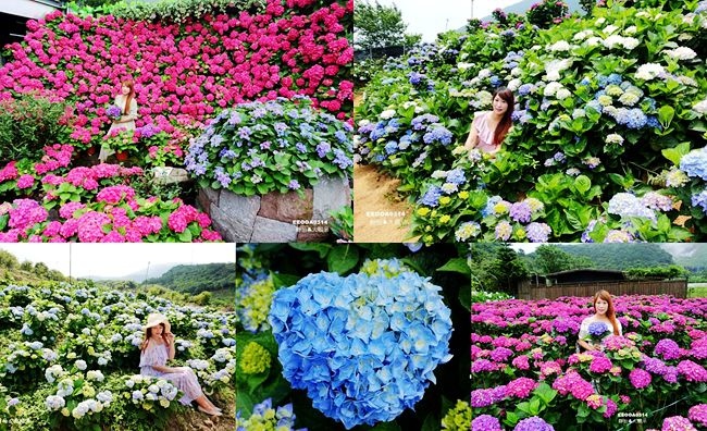 繡球花,陽明山,竹子湖,高家繡球花田,財福繡球花園,大賞園繡球花,大梯田花卉生態農園,陽明山繡球花季,繡球花季,懶人包,台北賞花,賞花景點,花海,打卡