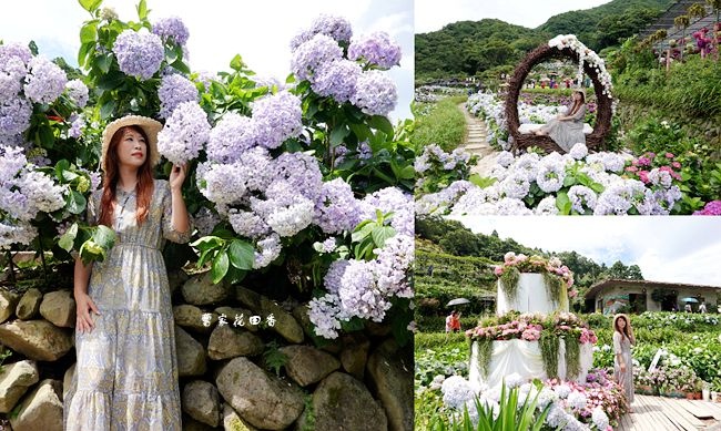 竹子湖繡球花園,曹家花田香,繡球花蛋糕,陽明山,大梯田繡球花田,仰德大道,吉園葡餐廳,台北,竹子湖,繡球花,賞花景點,繡球花季