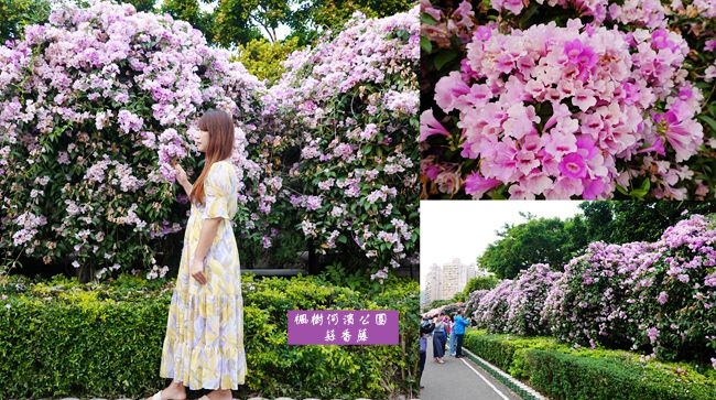 蒜香藤,楓樹河濱公園,泰山,五股,紫粉色花海,賞花秘境,新北市,新北,秘境,花況,賞花,花季,車站