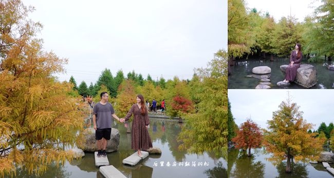 台中后里,泰安落羽松秘境,季節限定,落羽松美景,泰安國小,泰安派出所,銅鑼杭菊,台中,后里,泰安,羽粼落羽松,落羽松,秘境