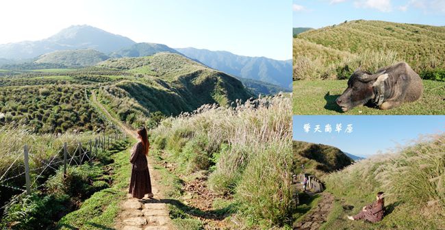 擎天崗草原,陽明山,芒草季,金包里大路,魚路古道,冷水坑,硫磺谷地熱景觀區,台北,士林,擎天崗,金包里,芒花季,賞芒,芒花,小百岳,步道
