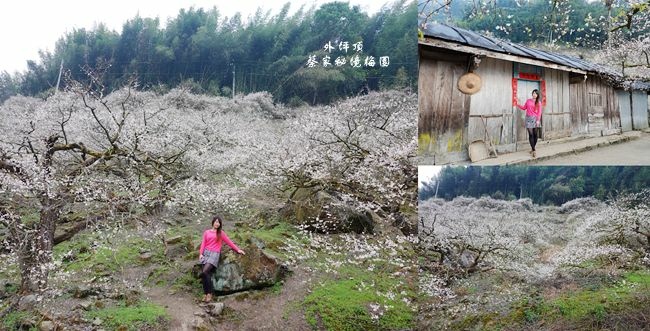 南投,信義,賞梅,梅花,花季,外坪頂蔡家秘境梅園,秘境,拍照,打卡,南投景點