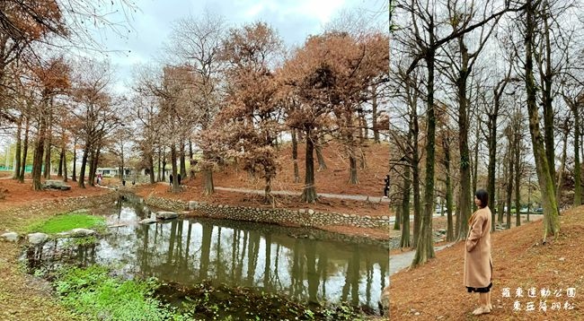 羅東運動公園,落羽松,季節限定,宜蘭旅遊,浪漫美景,拍照景點,羅東市區,宜蘭,羅東,東丘落羽松,秘境,打卡