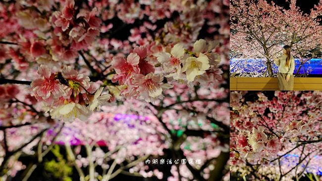 內湖樂活公園,櫻花,夜櫻,賞花,台北,寒櫻,交通方便,內湖,賞櫻,櫻花季,捷運
