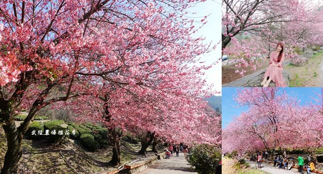 武陵農場,櫻花季,蔣中正銅像,茶園步道,隘口櫻花林,雪山登山口,富野櫻花區,台中,和平,櫻花,賞櫻,櫻花祭,賞花,夜櫻,花海