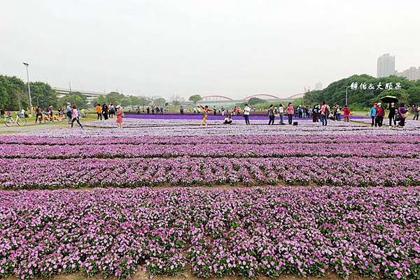 台北免費賞花景點 古亭河濱公園花海 13萬盆紫色草花迎春天夢幻紫色系漸層花海古亭花海地點 交通 靜怡 大顆呆の親子 旅遊 美食 痞客邦