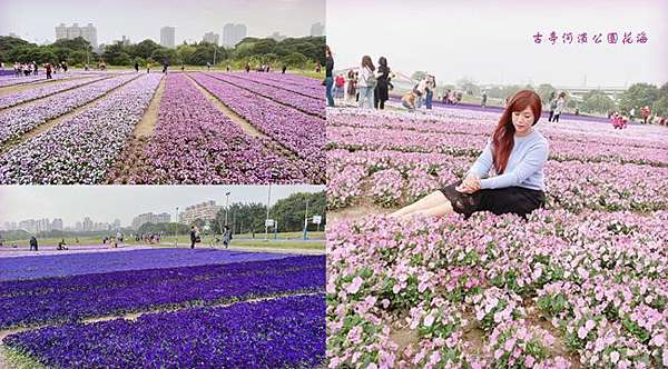 台北免費賞花景點 古亭河濱公園花海 13萬盆紫色草花迎春天夢幻紫色系漸層花海古亭花海地點 交通 靜怡 大顆呆の親子 旅遊 美食 痞客邦 台北免費賞花景點 古亭河濱公園花海 13萬盆紫色草花迎春天夢幻紫色系漸層花海古亭花海地點 交通 靜怡 大顆呆の親子 旅遊 美食 痞客邦