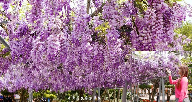 DSC06478_副本.jpg DSC06478_副本.jpg