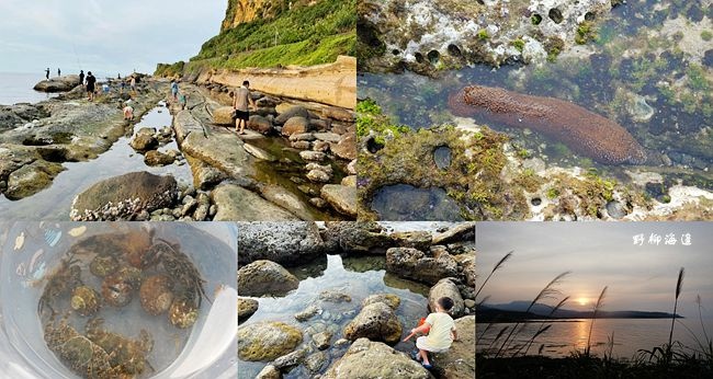 野柳,潮間帶,龜吼漁港,金山岬,燭臺雙嶼,海參,螃蟹,新北,萬里,野柳海岸潮間帶,北海岸,潮間